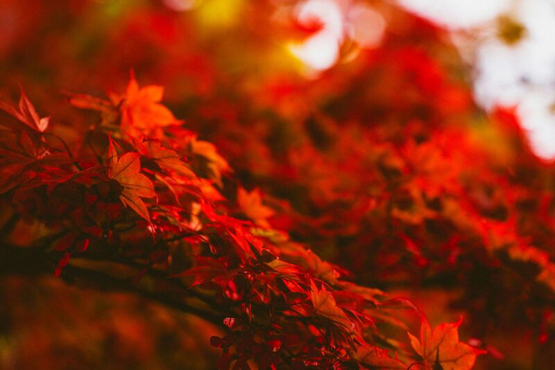 Foto von Elijah Grimm auf Unsplash